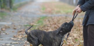 Cane corso 616 0 Cane corso